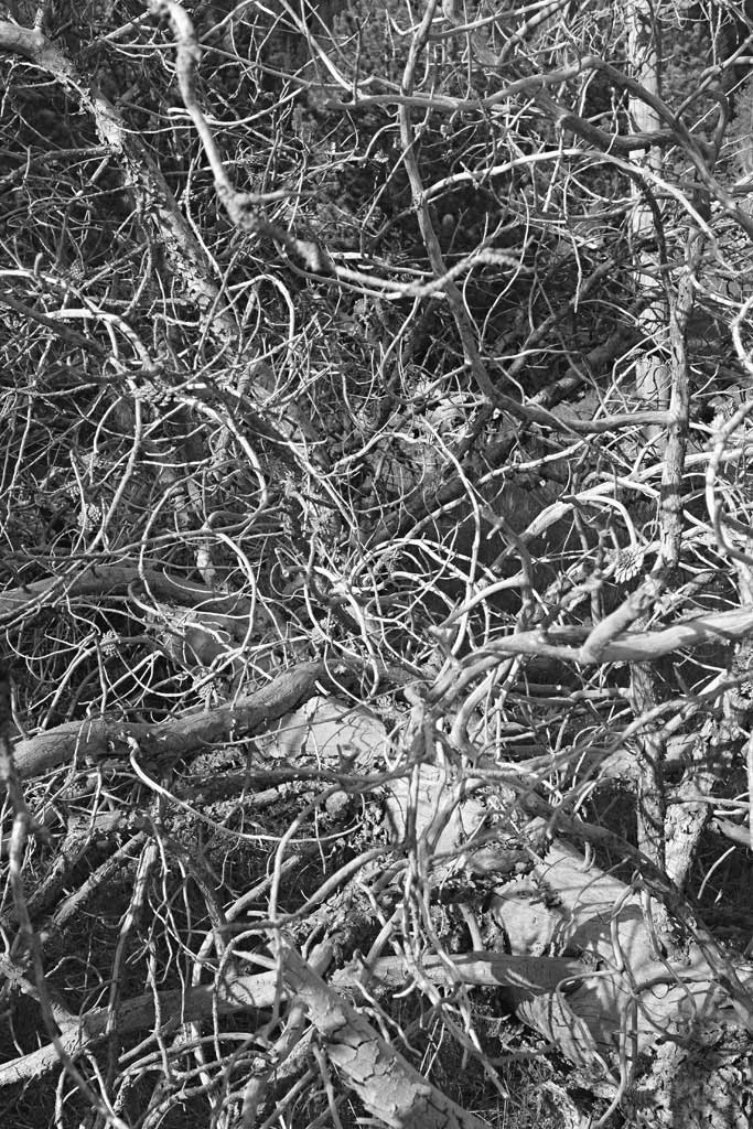 Creative Unpredictability