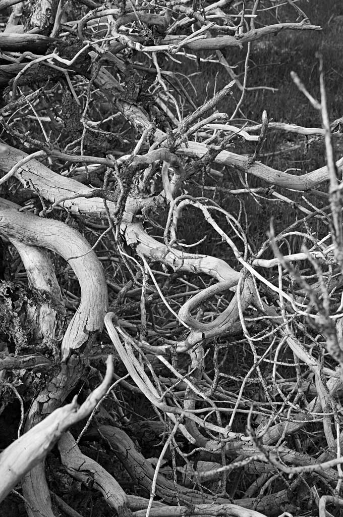 Something to be Tamed