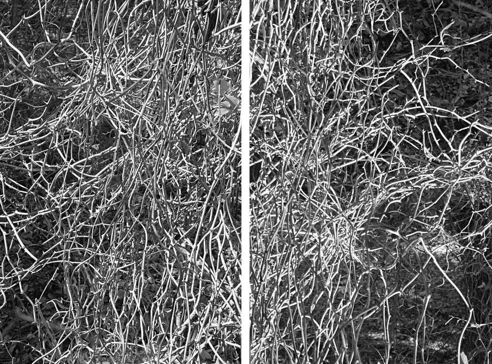 Where Chaos Becomes Order - Diptych