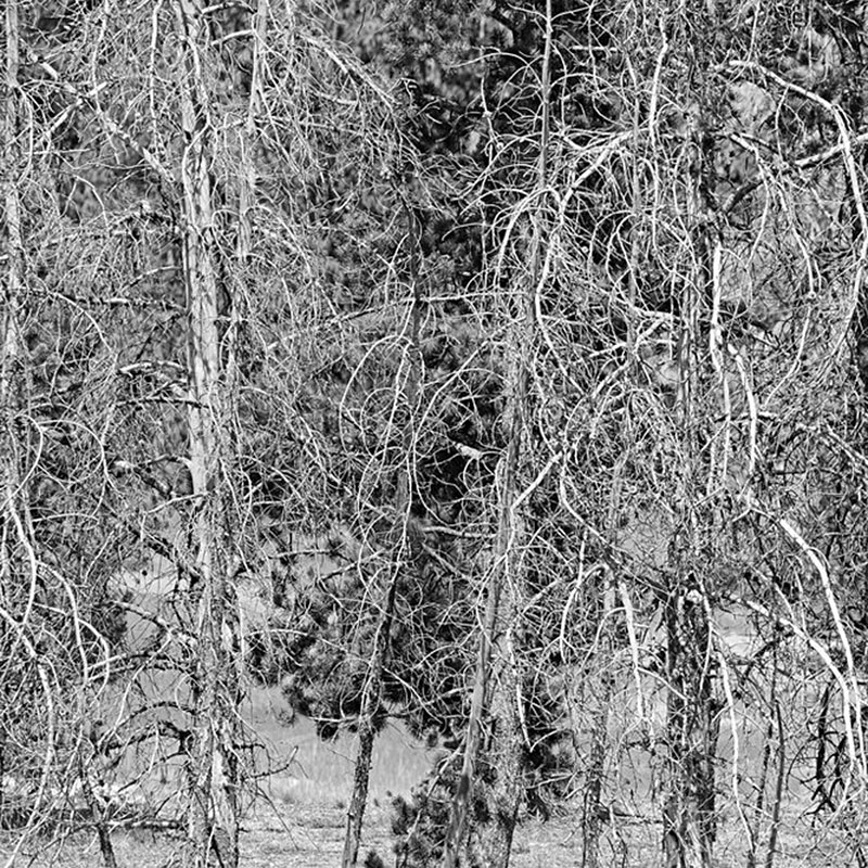 The Recalcitrant Garden